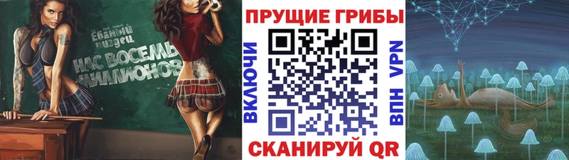 где купить наркоту  Урюпинск  Псилоцибиновые грибы Cubensis 